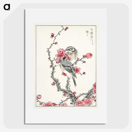 1-5_Pictorial-Monograph-of-Birds_picture