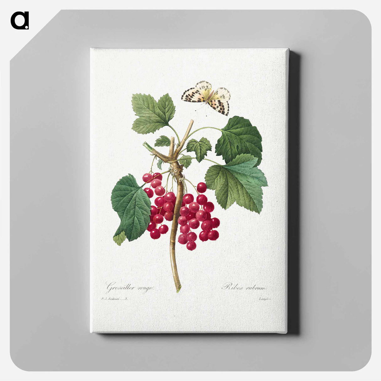 アートパネル-Red Currant - ピエール ジョゼフ ルドゥーテ Canvas.