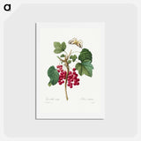 アートポストカード-Red Currant - ピエール ジョゼフ ルドゥーテ Postcard.