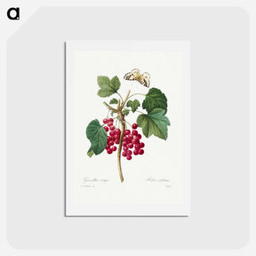 アートポストカード-Red Currant - ピエール ジョゼフ ルドゥーテ Postcard.
