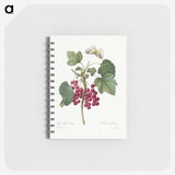 1-5_Pierre-Joseph-Redoute_memo