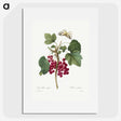 1-5_Pierre-Joseph-Redoute_picture