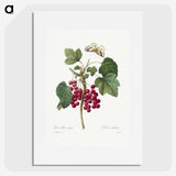 1-5_Pierre-Joseph-Redoute_picture