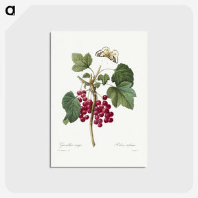 1-5_Pierre-Joseph-Redoute_postcard
