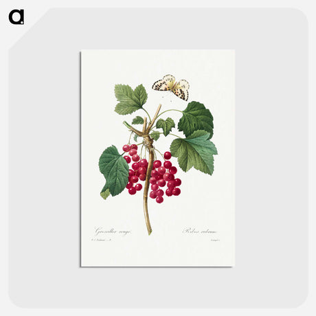 アートポストカード-Red Currant - ピエール ジョゼフ ルドゥーテ Postcard.