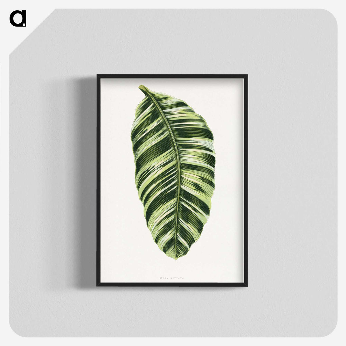 1-5_Plants-with-Colored-Foliage_blk-crop