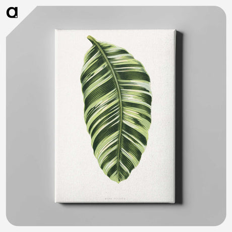 1-5_Plants-with-Colored-Foliage_canvas