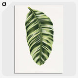 1-5_Plants-with-Colored-Foliage_picture-crop