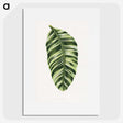 1-5_Plants-with-Colored-Foliage_picture