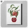 1-5_Pomona-Italiana_canvas
