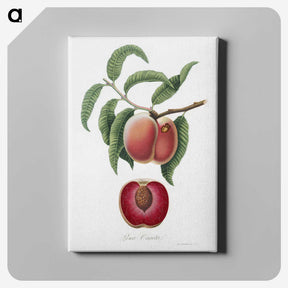 1-5_Pomona-Italiana_canvas