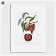 1-5_Pomona-Italiana_picture