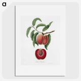 1-5_Pomona-Italiana_picture