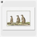 1-5_Robert-Jacob-Gordon_picture