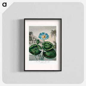 アートポスター-The Blue Egyptian Water-Lily
 - ロバート ジョン ソーントン Poster.