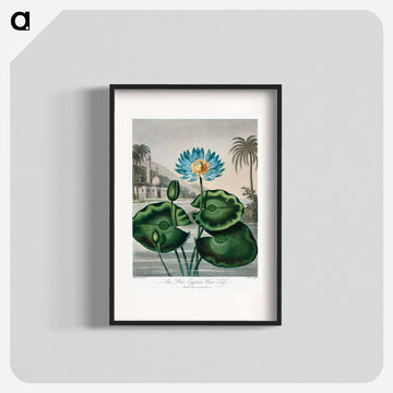 The Blue Egyptian Water-Lily
 - ロバート ジョン ソーントン Poster.