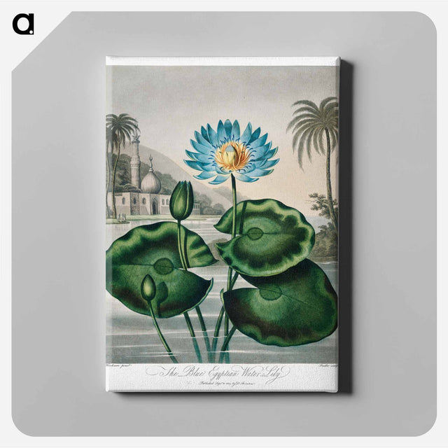 アートパネル-The Blue Egyptian Water-Lily
 - ロバート ジョン ソーントン Canvas.