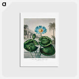 アートポストカード-The Blue Egyptian Water-Lily
 - ロバート ジョン ソーントン Postcard.