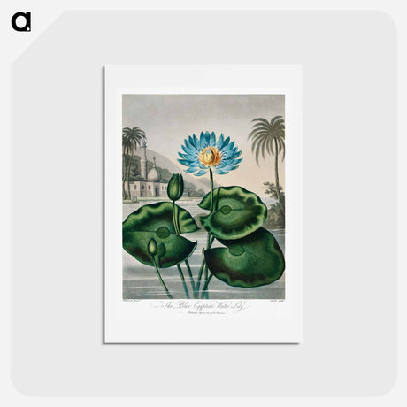 アートポストカード-The Blue Egyptian Water-Lily
 - ロバート ジョン ソーントン Postcard.