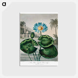アートポストカード-The Blue Egyptian Water-Lily
 - ロバート ジョン ソーントン Postcard.
