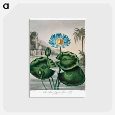 アートポストカード-The Blue Egyptian Water-Lily
 - ロバート ジョン ソーントン Postcard.