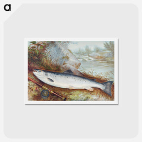アートポストカード-Trout Chromolithograph
 - サミュエル キルボーン Postcard.