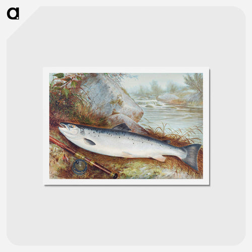 Trout Chromolithograph
 - サミュエル キルボーン Postcard.