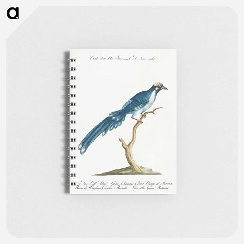 Cucule celeste della China
 - サヴェリオ マネッティ Memo.