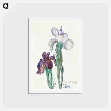 Irises
 - シエンチェ メスダグ ファン ハウテン Postcard.
