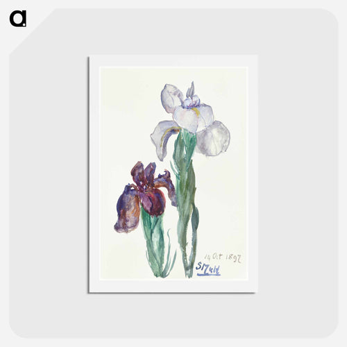 Irises
 - Sienje Mesdag van Houten Postcard.