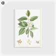 1-5_Stirpes-Novae_postcard