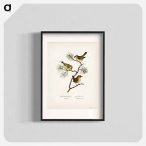 アートポスター-Eurasian Wren and Goldcrest
 - スヴェンスカ フォグラル Poster.