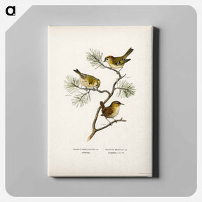 アートパネル-Eurasian Wren and Goldcrest
 - スヴェンスカ フォグラル Canvas.