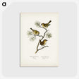 1-5_Svenska-Faglar_postcard