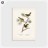 アートポストカード-Eurasian Wren and Goldcrest
 - スヴェンスカ フォグラル Postcard.