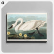 アートパネル-Common American Swan
 - アメリカの鳥たち Canvas.