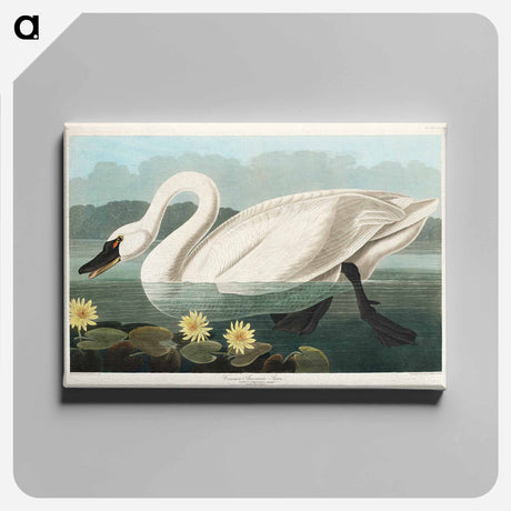 アートパネル-Common American Swan
 - アメリカの鳥たち Canvas.