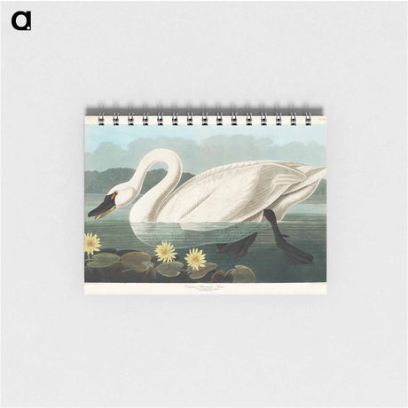 アートメモ帳-Common American Swan
 - アメリカの鳥たち Memo.