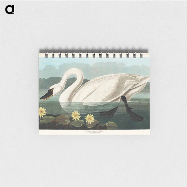 アートメモ帳-Common American Swan
 - アメリカの鳥たち Memo.