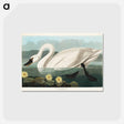 アートポストカード-Common American Swan
 - アメリカの鳥たち Postcard.