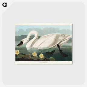 アートポストカード-Common American Swan
 - アメリカの鳥たち Postcard.