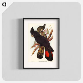 アートポスター-Banksian Cockatoo
 - オーストラリアの鳥 Poster.
