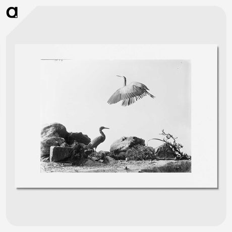 1-5_The-Burton-Brothers_picture