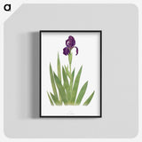 1-5_The-Genus-Iris_blk-crop