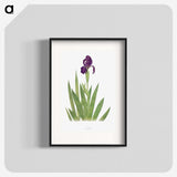 1-5_The-Genus-Iris_blk