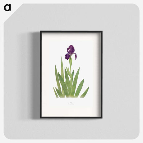 1-5_The-Genus-Iris_blk