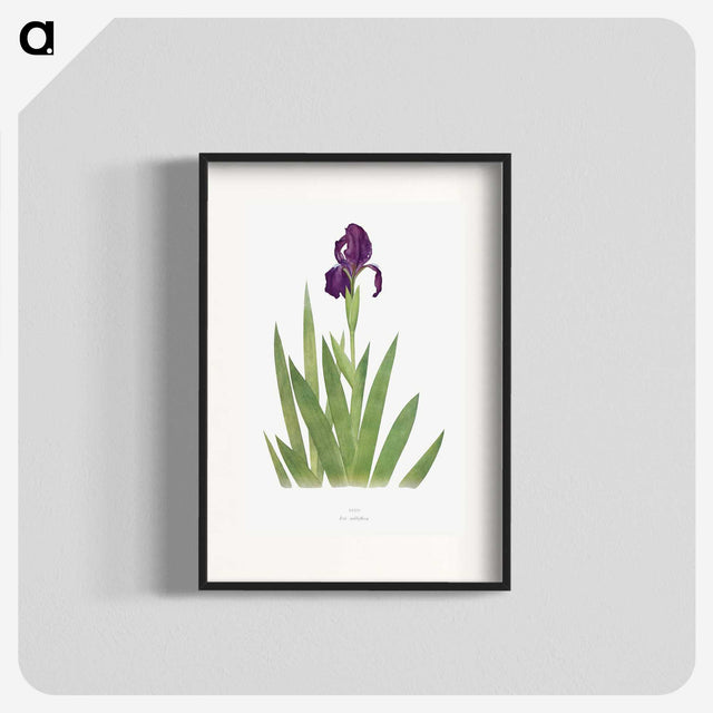 1-5_The-Genus-Iris_blk