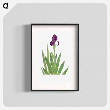 Iris Subbiflora from The genus Iris
 - アヤメ属 Poster.