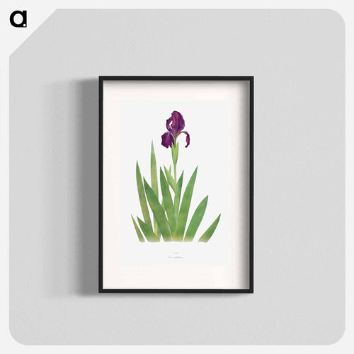 Iris Subbiflora from The genus Iris
 - アヤメ属 Poster.