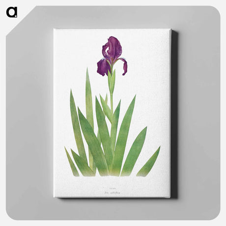 アートパネル-Iris Subbiflora from The genus Iris
 - アヤメ属 Canvas.